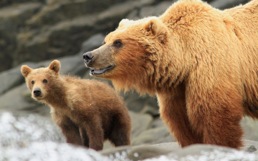 Mothers & Cubs: Spectacular Grizzly Photos from Alaska Adventures