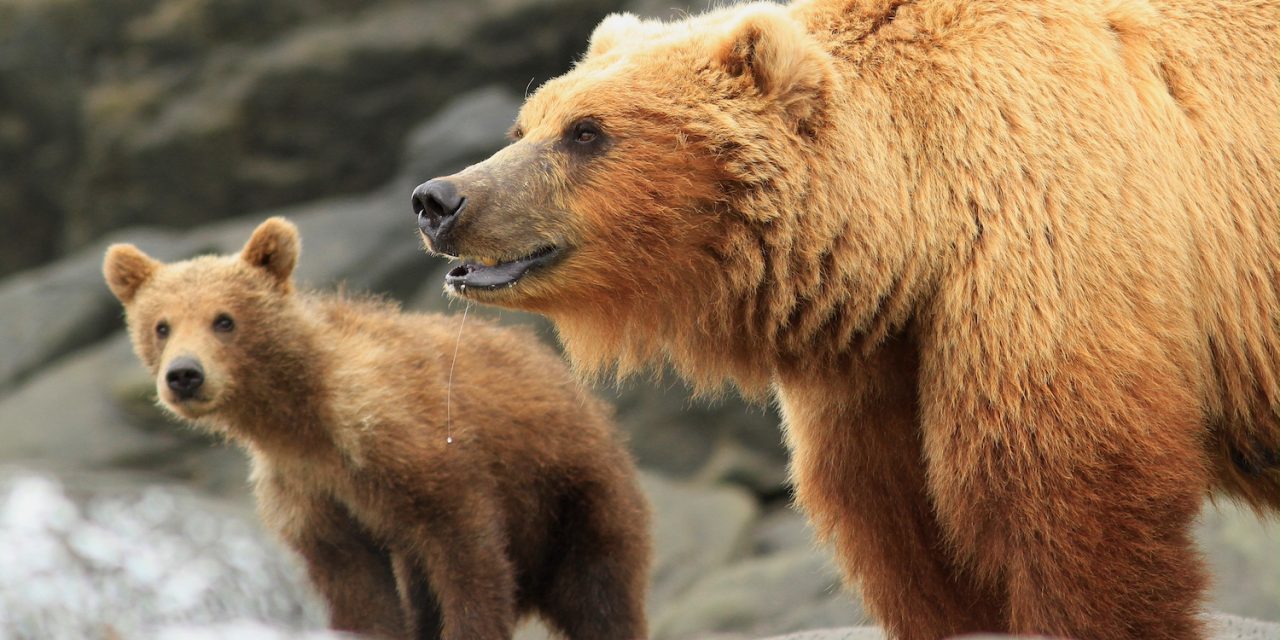 Mothers & Cubs: Spectacular Grizzly Photos from Alaska Adventures
