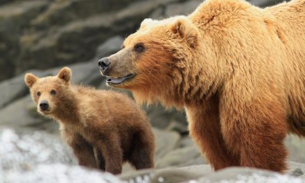 Mothers & Cubs: Spectacular Grizzly Photos from Alaska Adventures