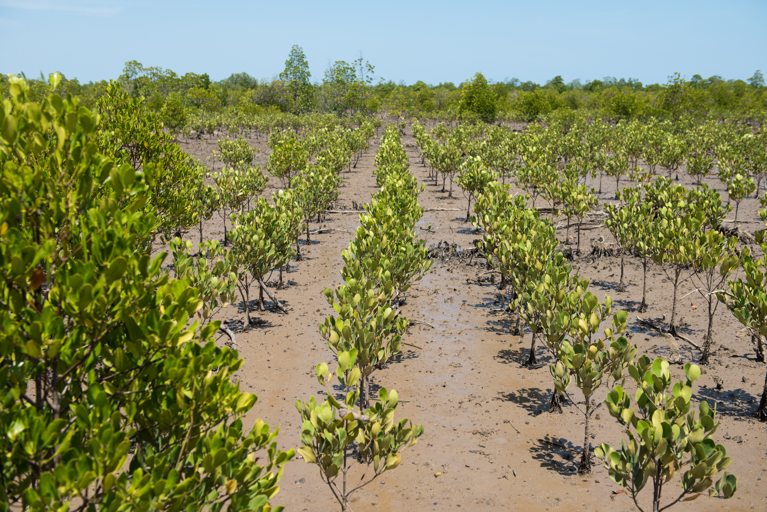 Landscape view of mangrove fields from Antsatrana in Ambaro Bay, Ambilobe, Madagascar.