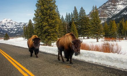 Bison Can’t Leave Yellowstone