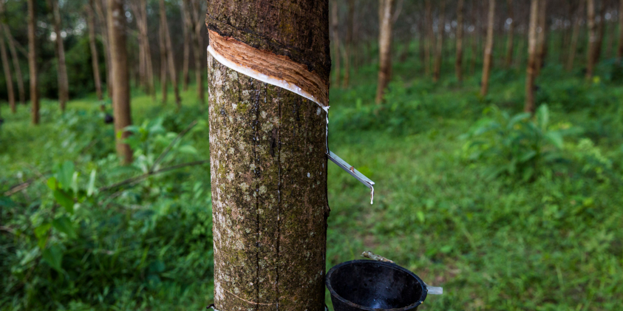 The Origins of Rubber and the Case for Sustainability