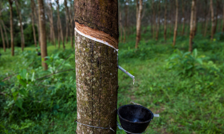 The Origins of Rubber and the Case for Sustainability