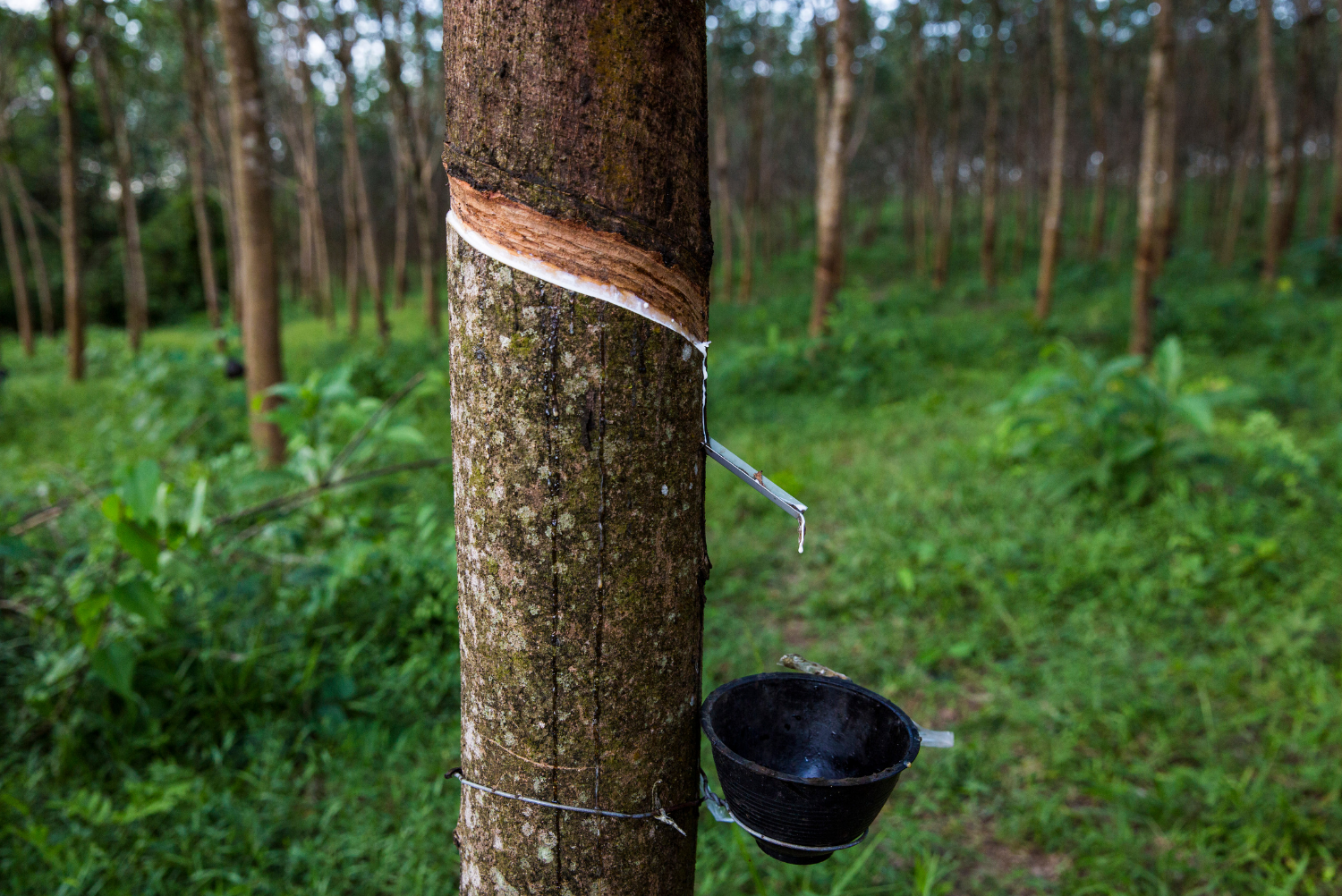 Leading tire and motor corporates show interest in Myanmar's sustainable rubber, rubber tree extraction