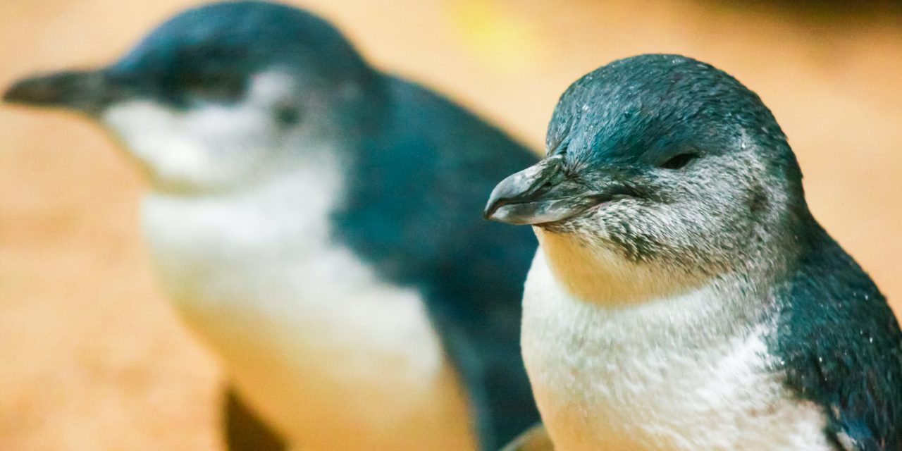 Conservation in Cape Otway: Saving Australia’s Wildlife