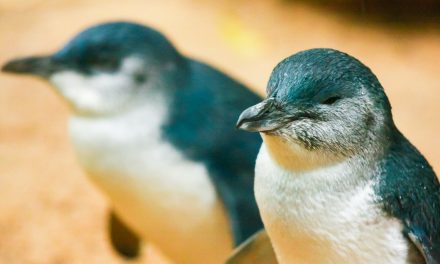 Conservation in Cape Otway: Saving Australia’s Wildlife