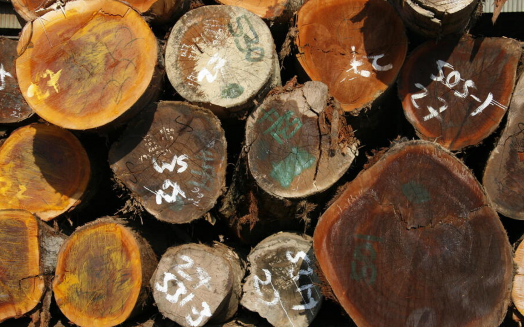 WWF 2021 Conservation Win: Forests Forward