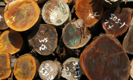 WWF 2021 Conservation Win: Forests Forward