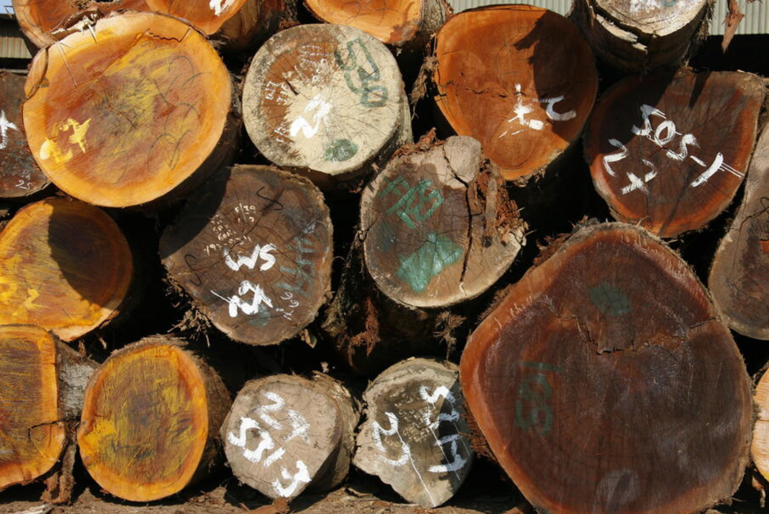 Timber, legally harvested by the Samatex company which participated in WWF's Global Forest Trade Network (GFTN) programme, Samreboi, western Ghana.