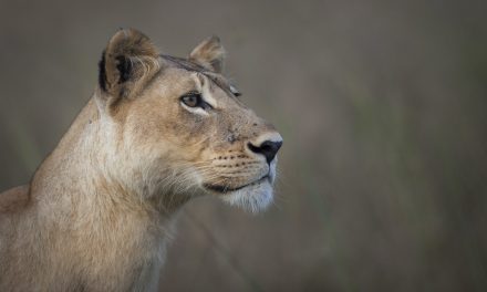 How to Get Wall-Worthy Pictures of Africa’s Great Migration
