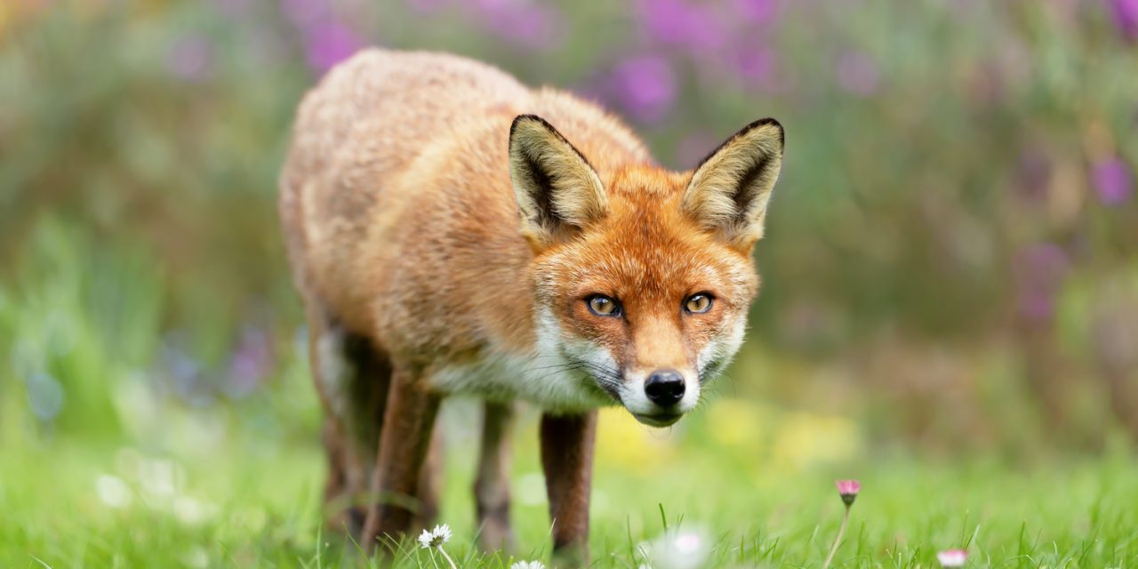 English Wildlife: Intriguing Animals of Great Britain & The Cotswolds