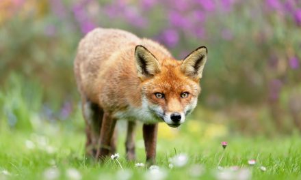 English Wildlife: Intriguing Animals of Great Britain & The Cotswolds