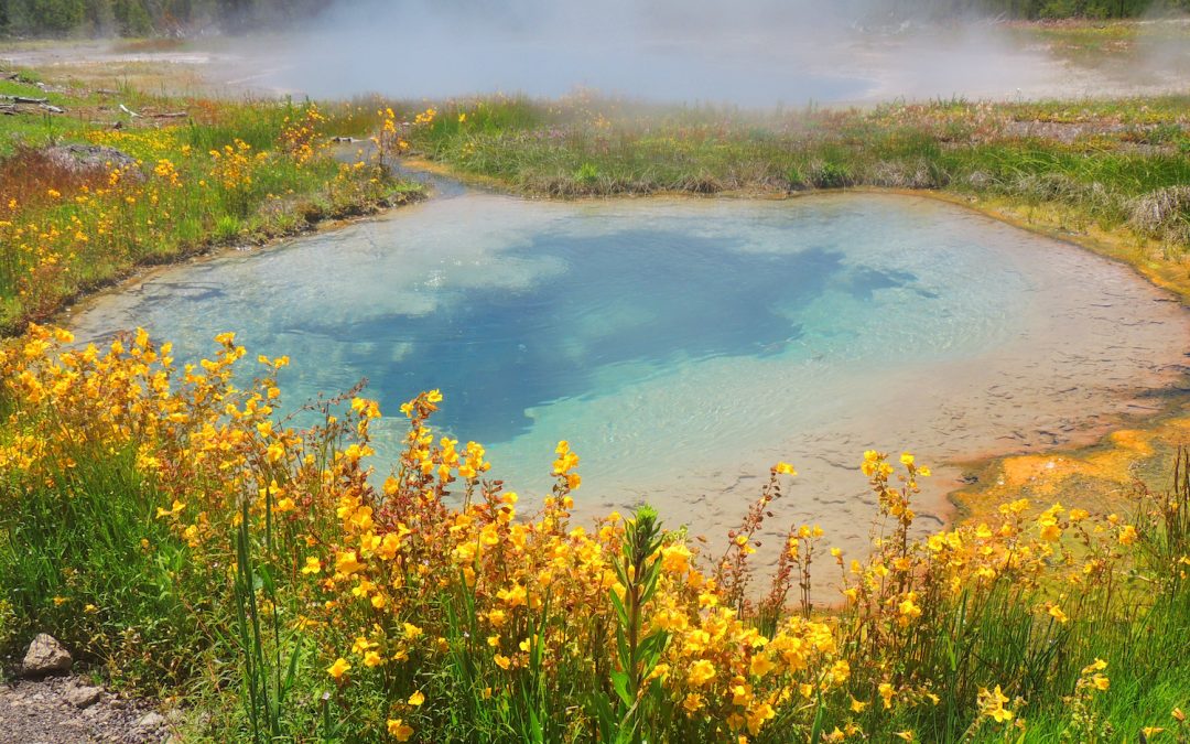 Discover Yellowstone’s Secrets: Wildlife, Wildflowers & Hidden Wonders