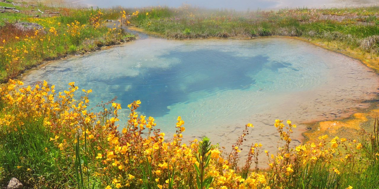 Discover Yellowstone’s Secrets: Wildlife, Wildflowers & Hidden Wonders