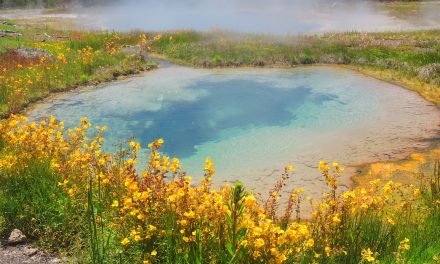 Discover Yellowstone’s Secrets: Wildlife, Wildflowers & Hidden Wonders