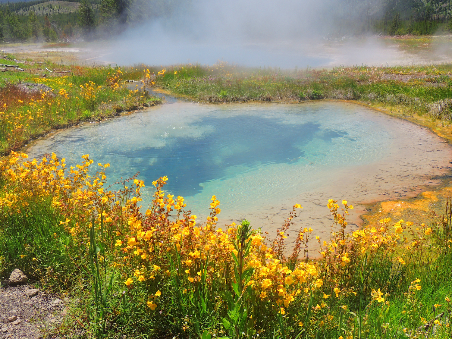 Colorido manantial pinto y piscina de gemas y flores silvestres amarillas en verano en el grupo en cascada de la cuenca superior del géiser, el parque nacional de Yellowstone, Wyoming