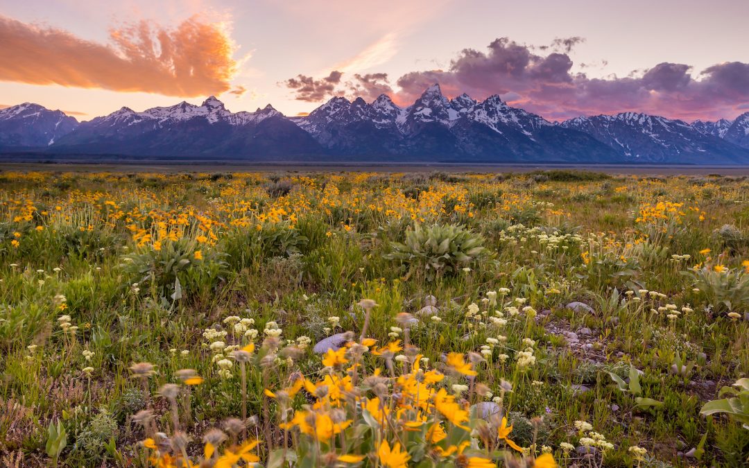 Yellowstone & the Grand Tetons: Wildlife, Wildflowers & Hidden Wonders