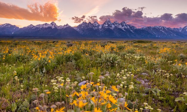 Yellowstone & the Grand Tetons: Wildlife, Wildflowers & Hidden Wonders