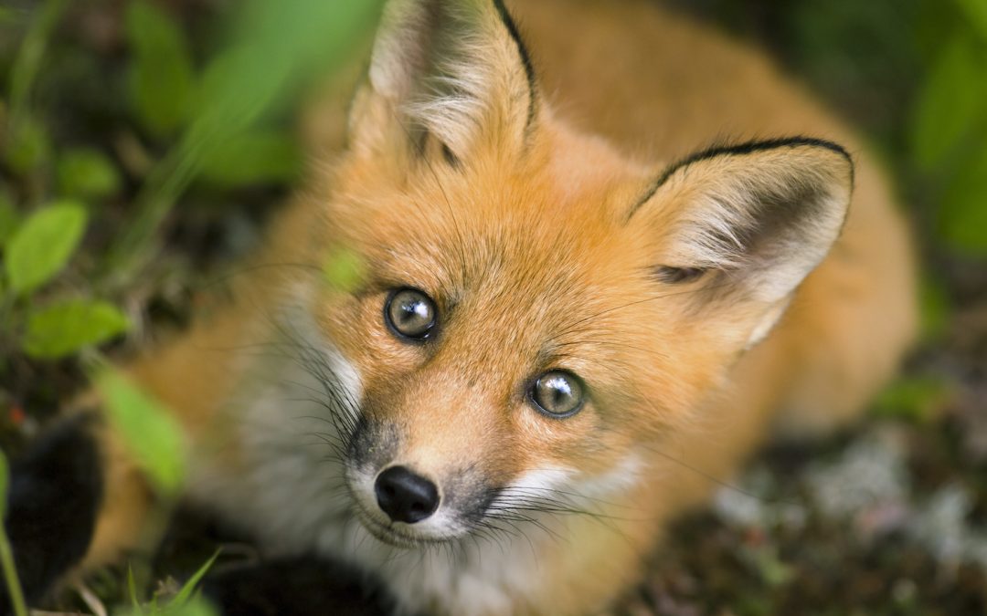 Quebec’s National Parks: The Best-Kept Secrets in Canada