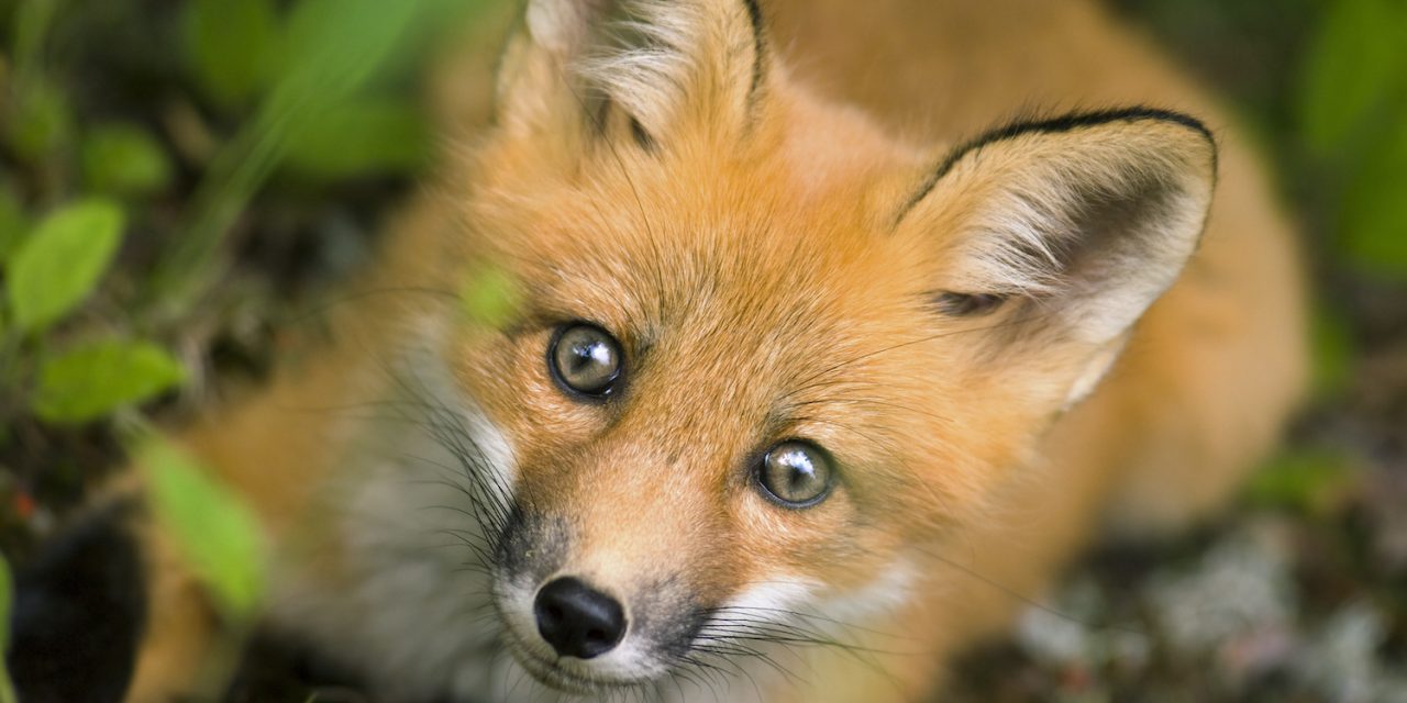 Quebec’s National Parks: The Best-Kept Secrets in Canada