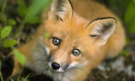 Quebec’s National Parks: The Best-Kept Secrets in Canada