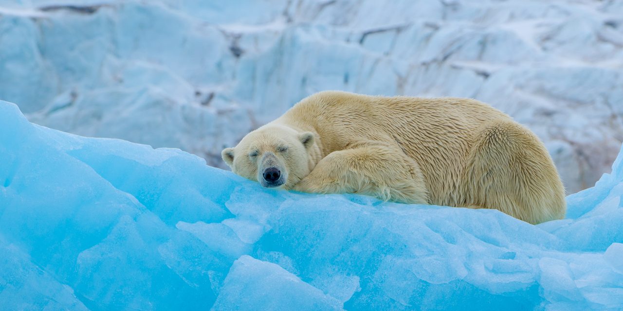 Do Polar Bears Hibernate? Don’t Sleep on This Answer!