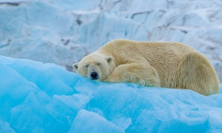 Do Polar Bears Hibernate? Don’t Sleep on This Answer!