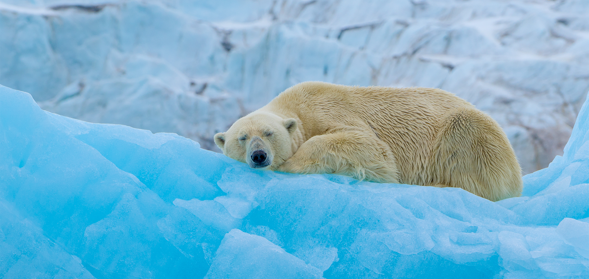 polar bear sleeping on ice in the Arctic