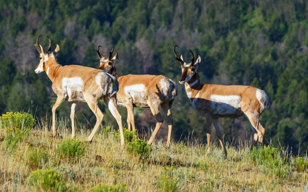 What’s the Difference Between a Pronghorn and an Antelope?