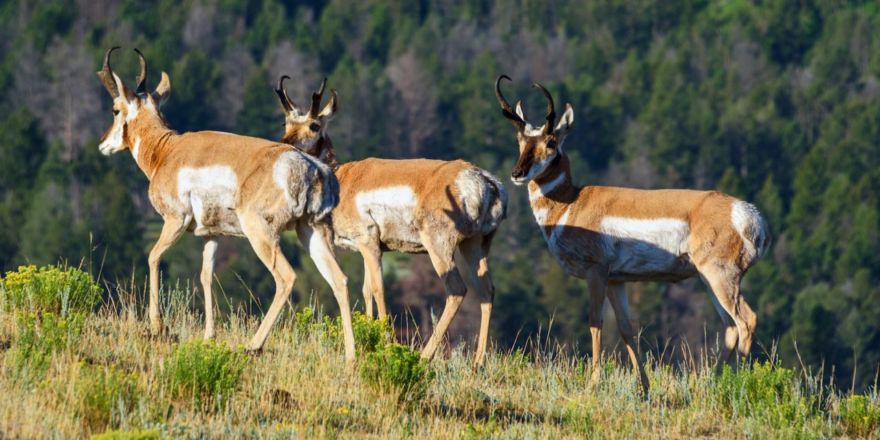 What’s the Difference Between a Pronghorn and an Antelope?