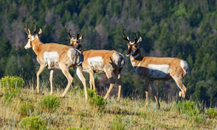 What’s the Difference Between a Pronghorn and an Antelope?