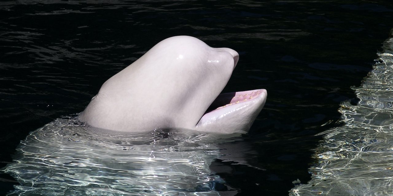 Can’t-Miss Arctic Summer Activities in Churchill, Manitoba