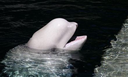 Can’t-Miss Arctic Summer Activities in Churchill, Manitoba