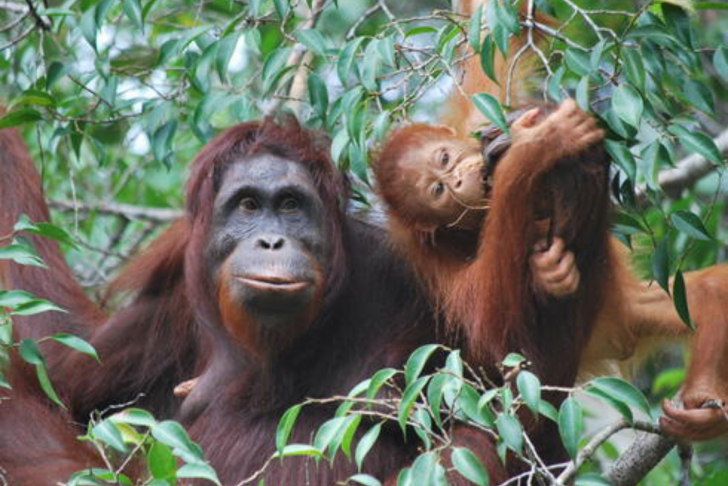 Monkeys in Borneo