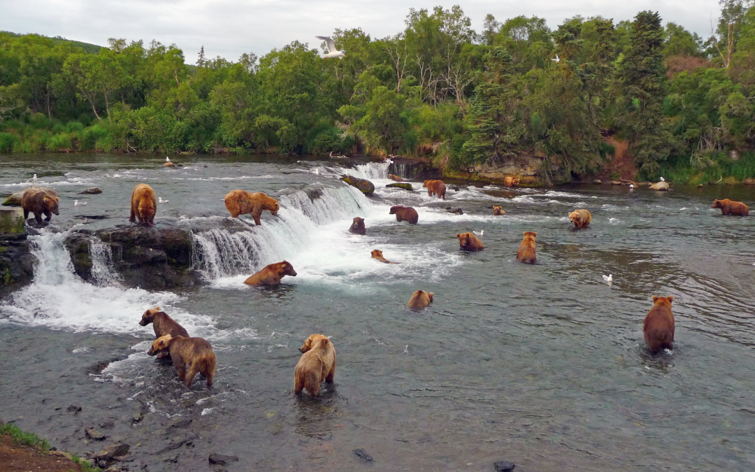 Protecting Alaska: Ecosystem, Economy, and Bear Tourism