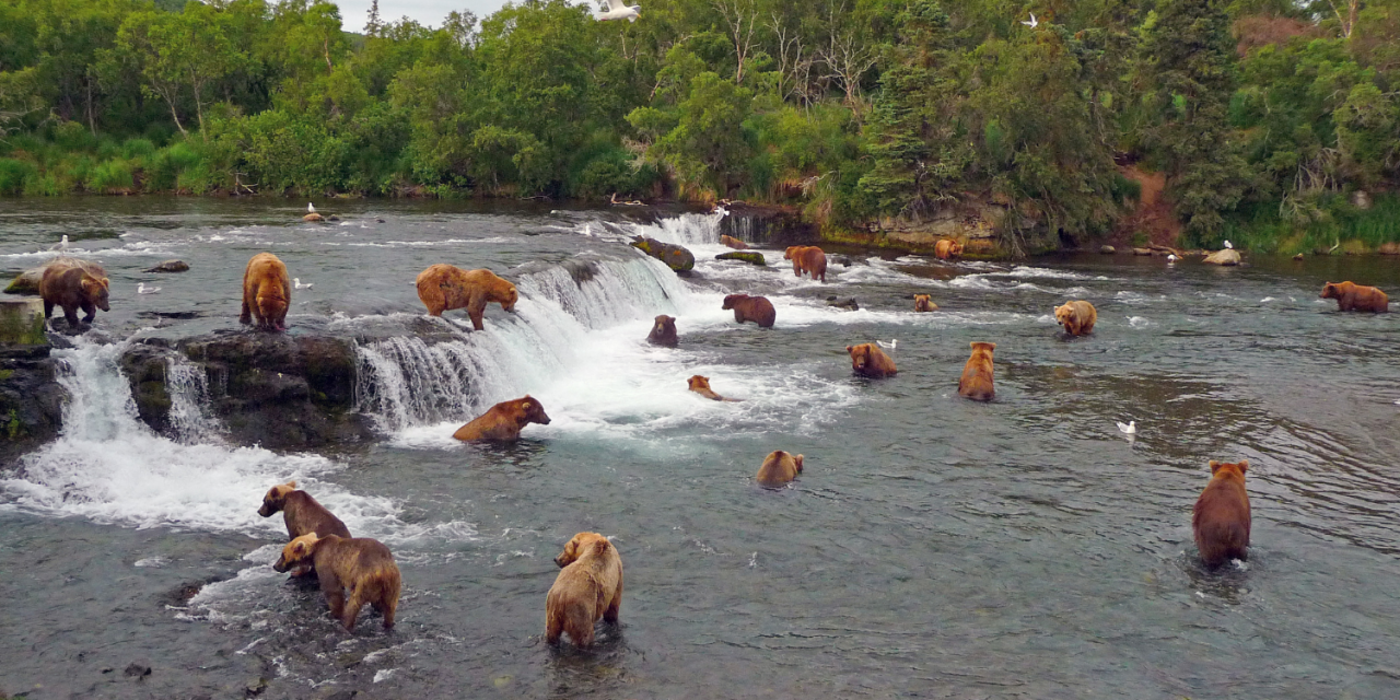 Protecting Alaska: Ecosystem, Economy, and Bear Tourism