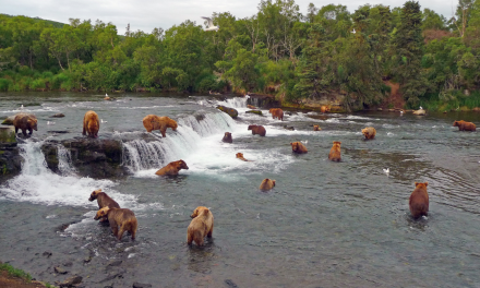 Protecting Alaska: Ecosystem, Economy, and Bear Tourism