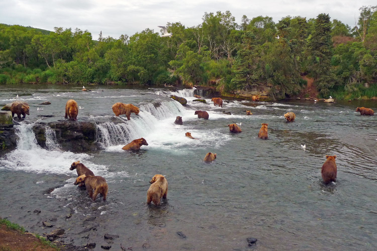 Brown bears in Brooks Falls, Alaska searching for fish in waterfall