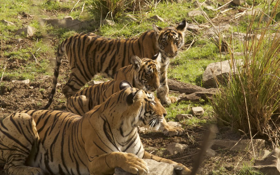 Tigers, Conservation & Adventure: A New Photo Pro Safari in India
