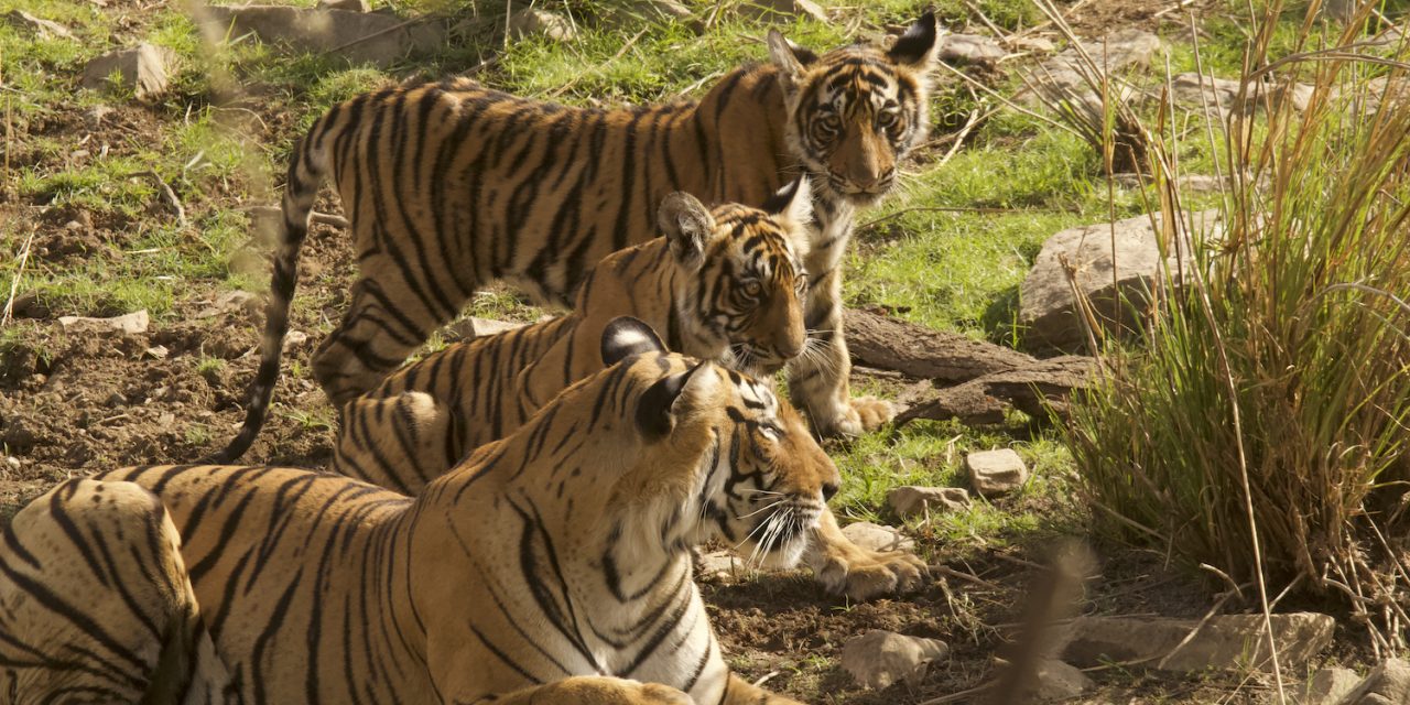 Tigers, Conservation & Adventure: A New Photo Pro Safari in India