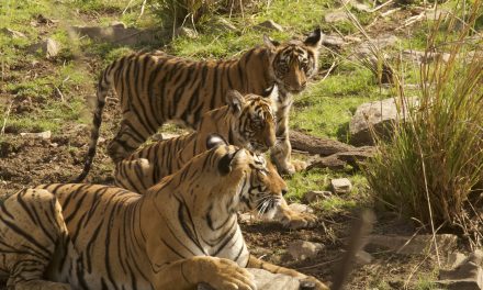 Tigers, Conservation & Adventure: A New Photo Pro Safari in India