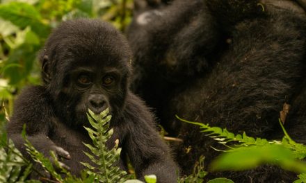 A Memorable Gorilla Trek in Bwindi Impenetrable Forest
