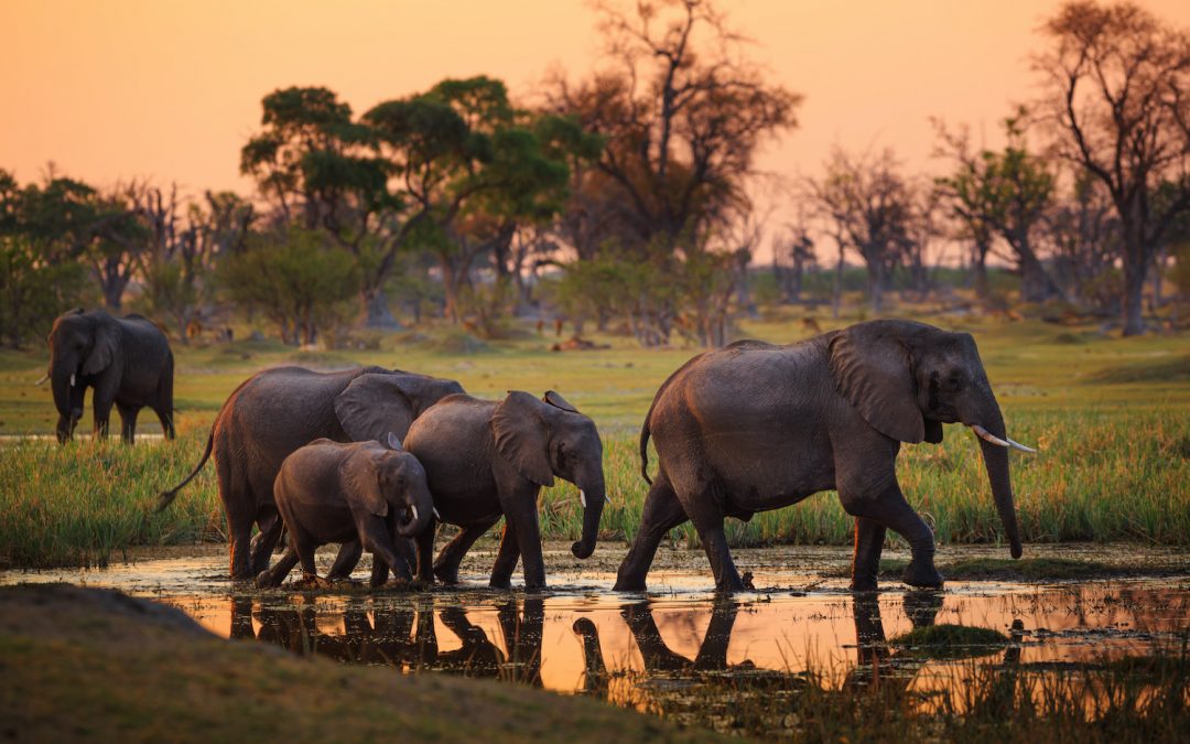 Southern Africa’s Top Wildlife Photography Destinations