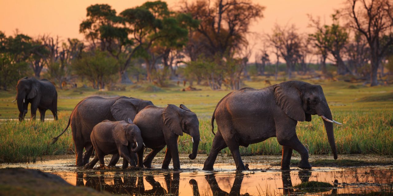 Southern Africa’s Top Wildlife Photography Destinations