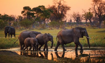 Southern Africa’s Top Wildlife Photography Destinations