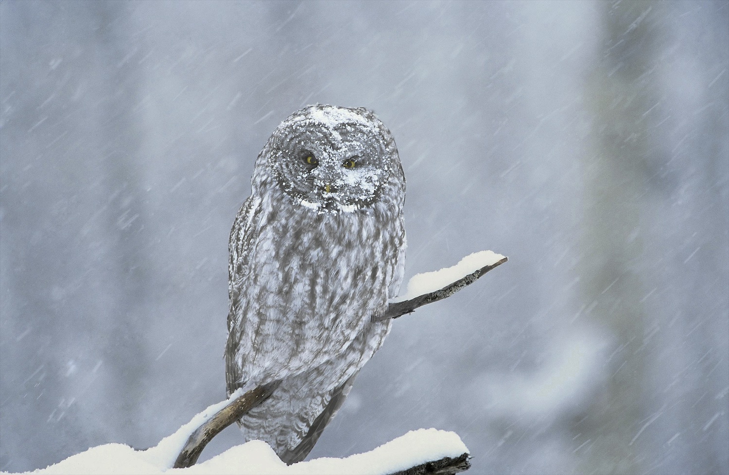 Strix nebulosa. Great Gray Owl in snowstorm. Grand Teton N.P. WY.