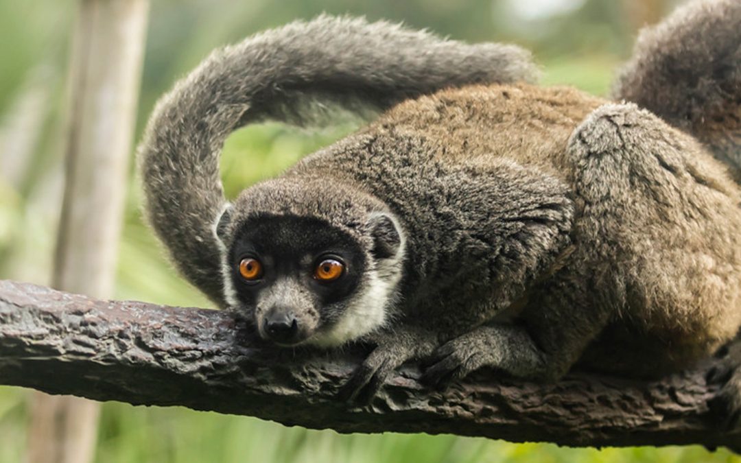 Valentine’s Day: Lasting Lemur Love