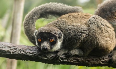 Valentine’s Day: Lasting Lemur Love