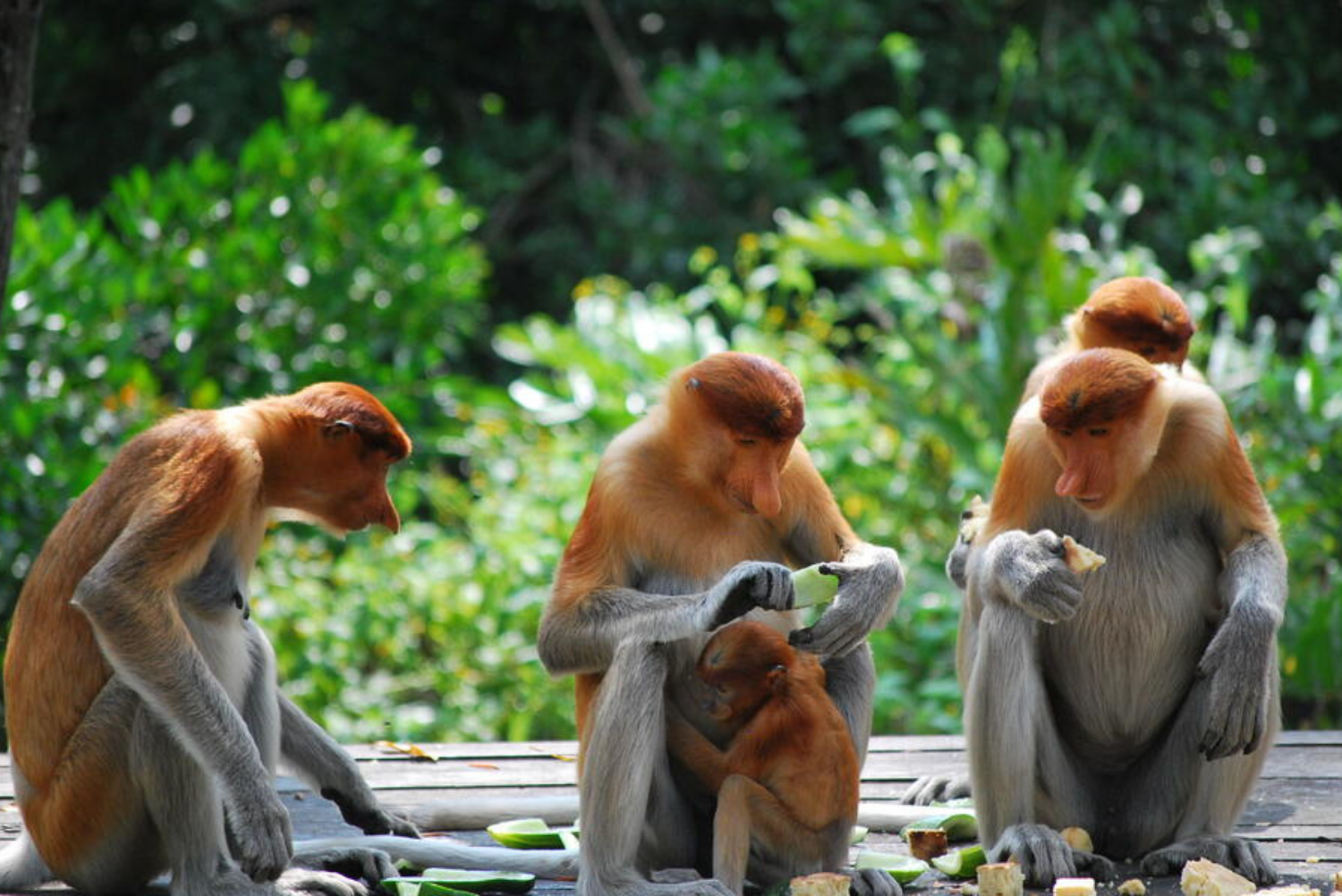 Monkeys in Borneo