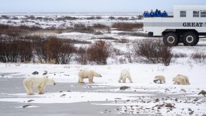polar rover polar bears tourists churchill